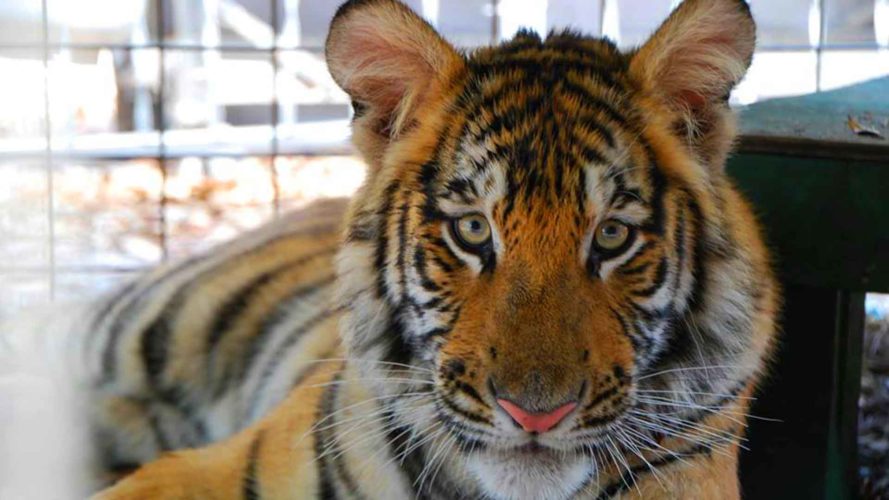 tiger at mystic jungle live oak florida